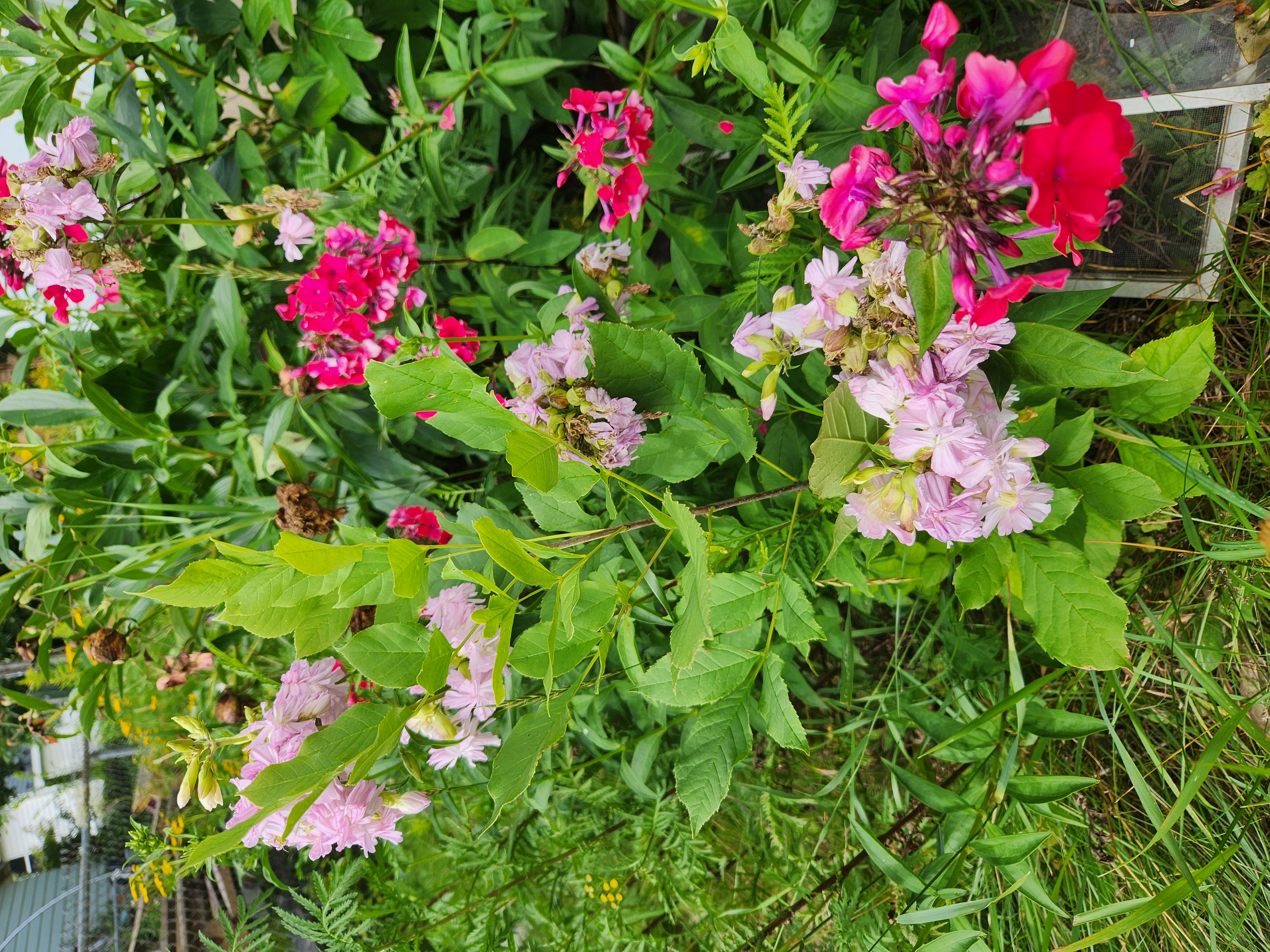 wildflowers