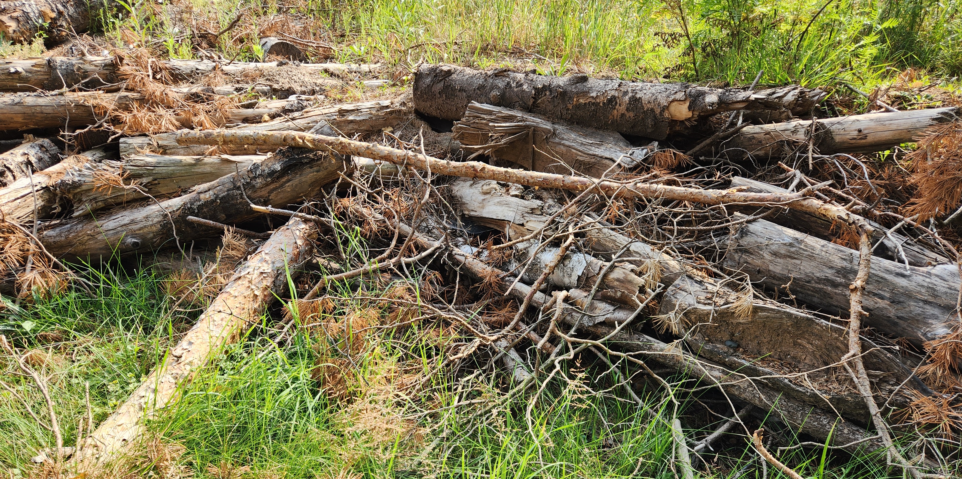 brush pile
