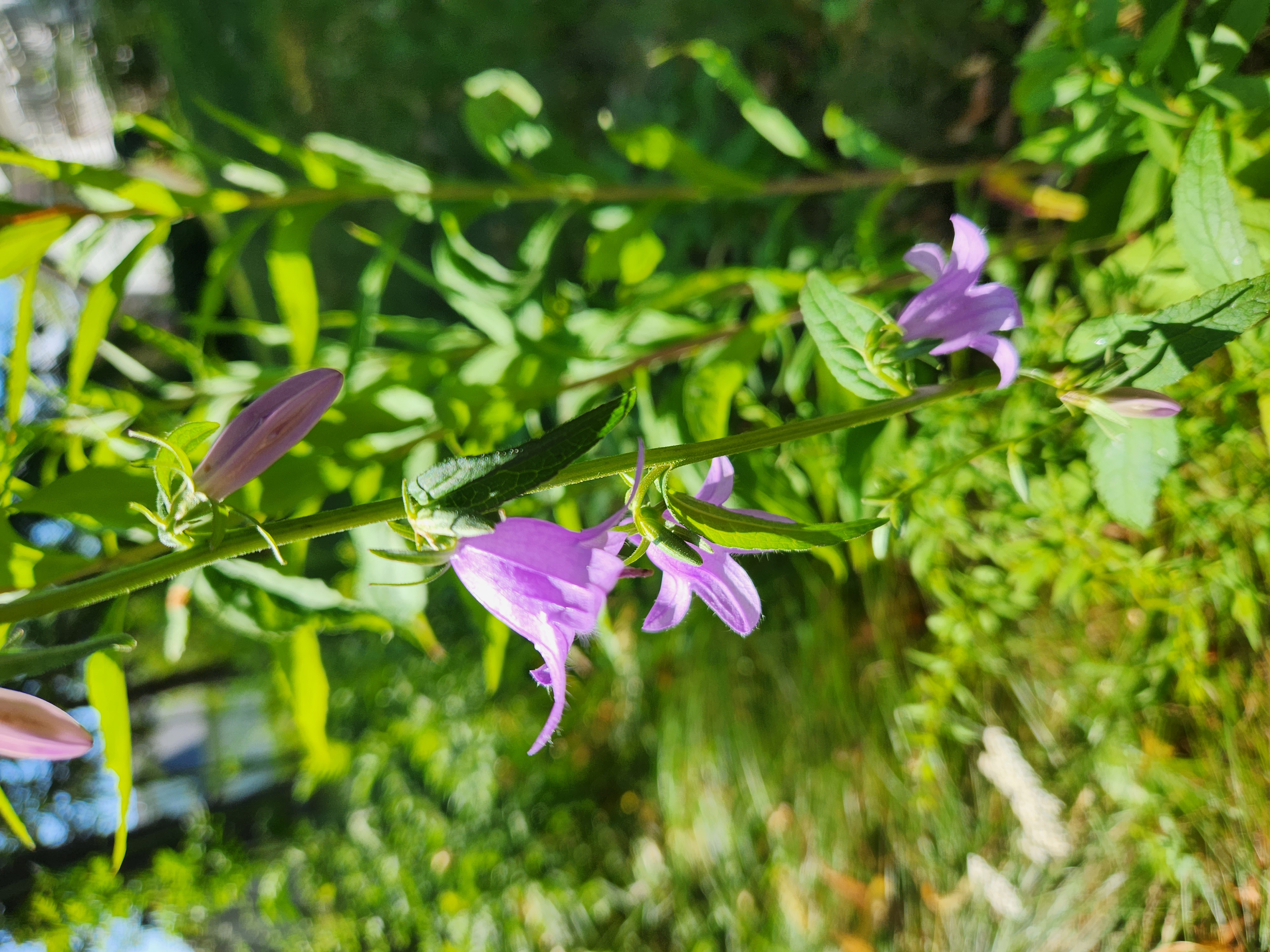 purple bell flower