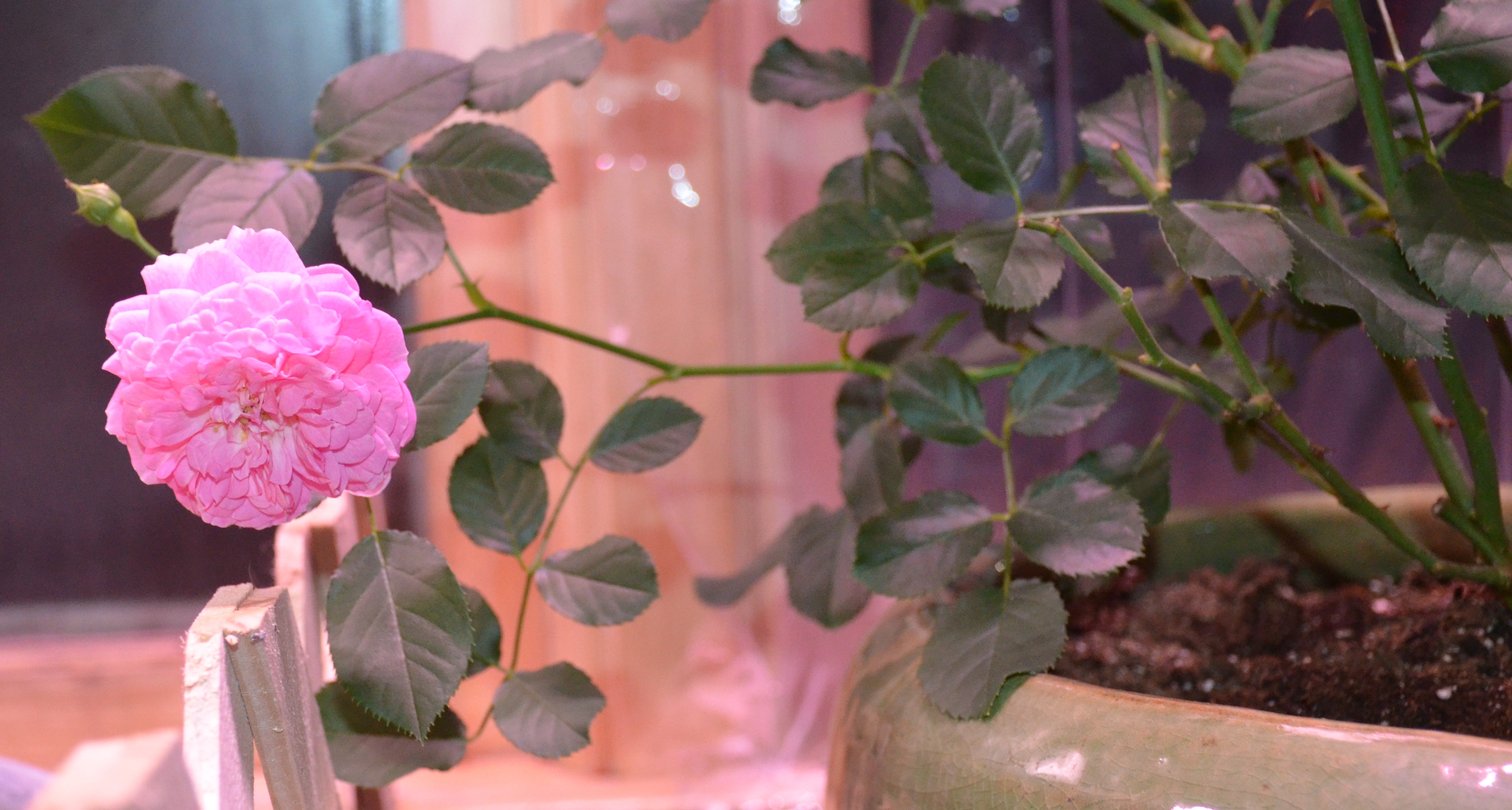 pink rose