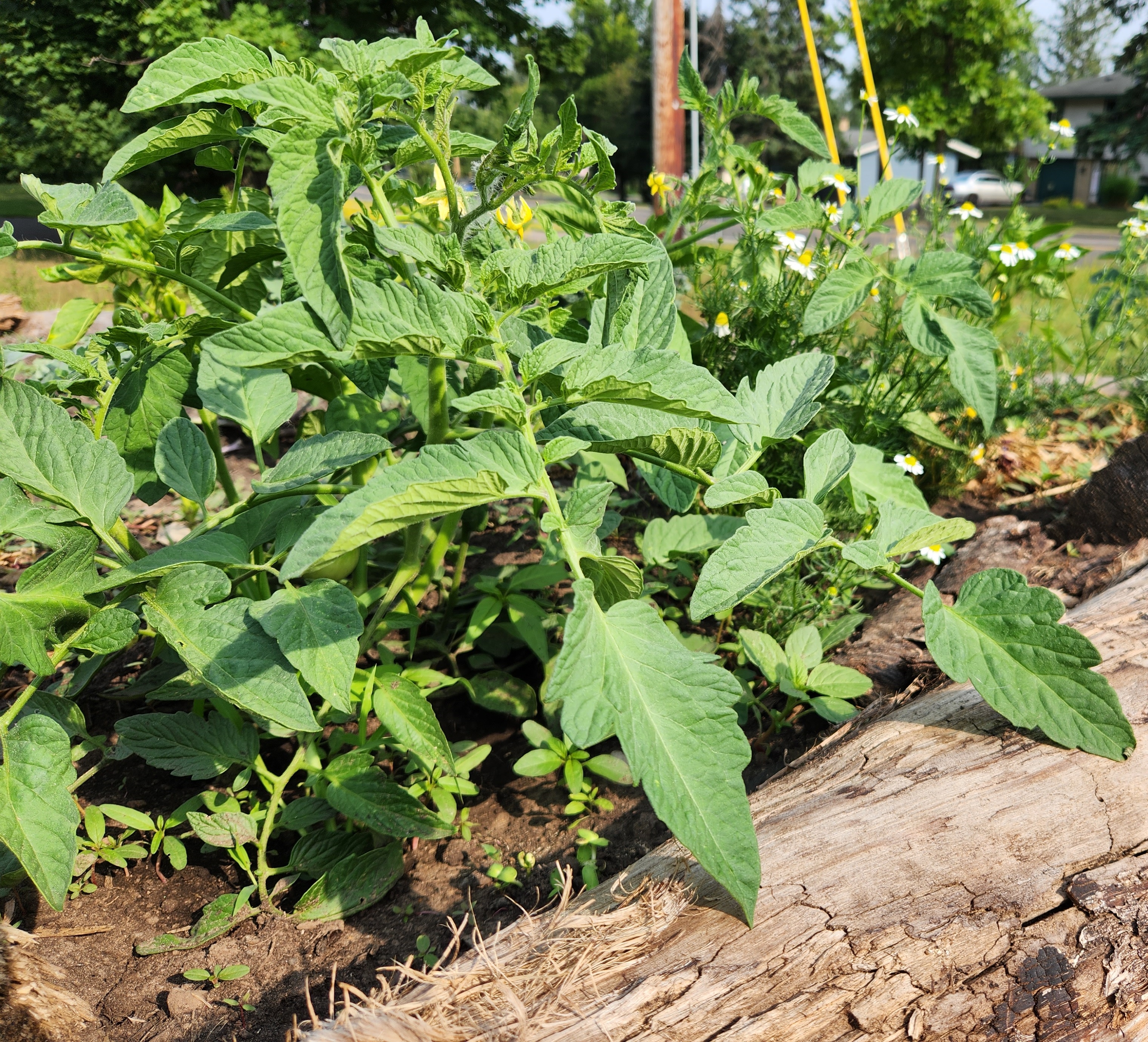 raised garden