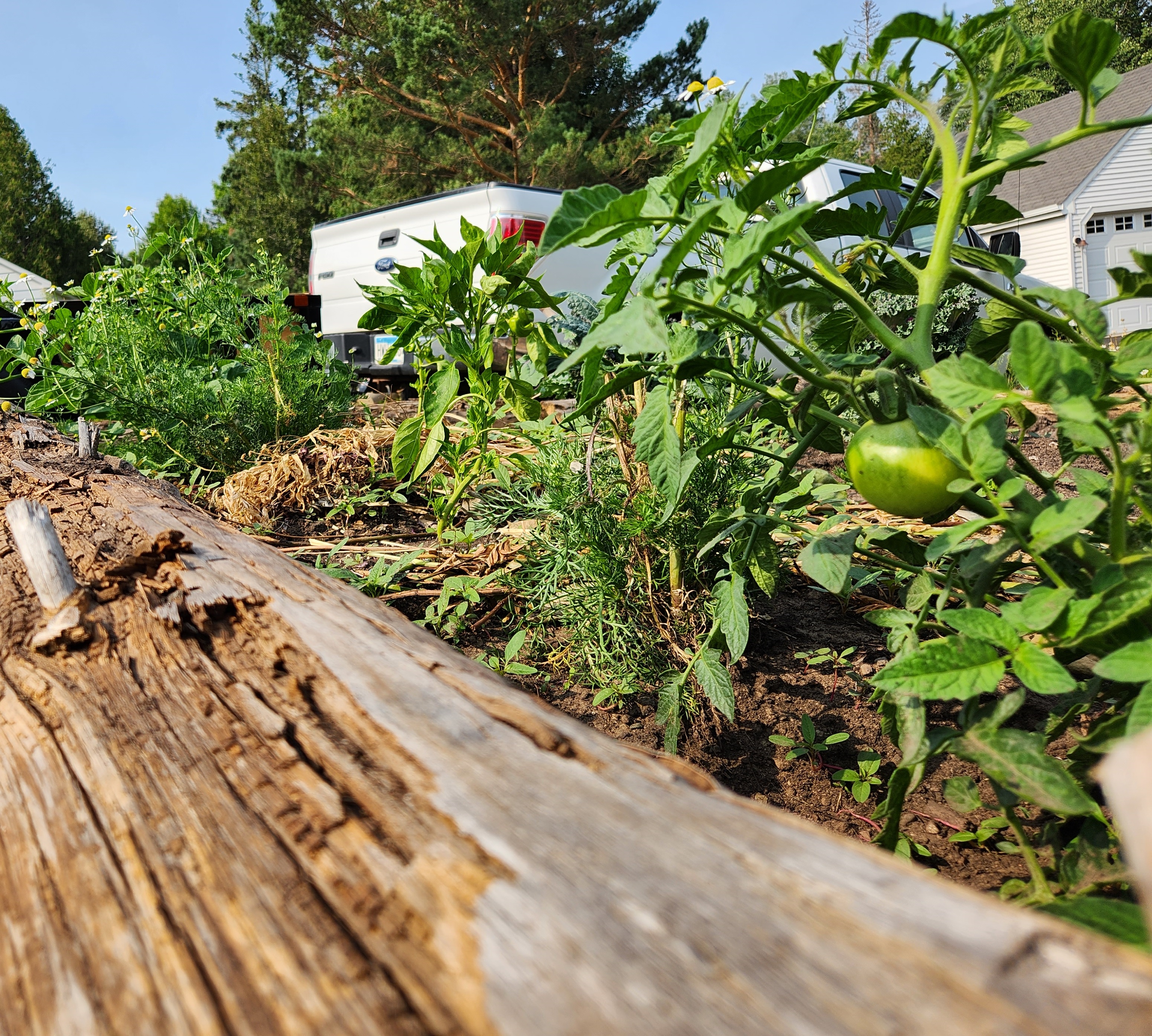 raised garden