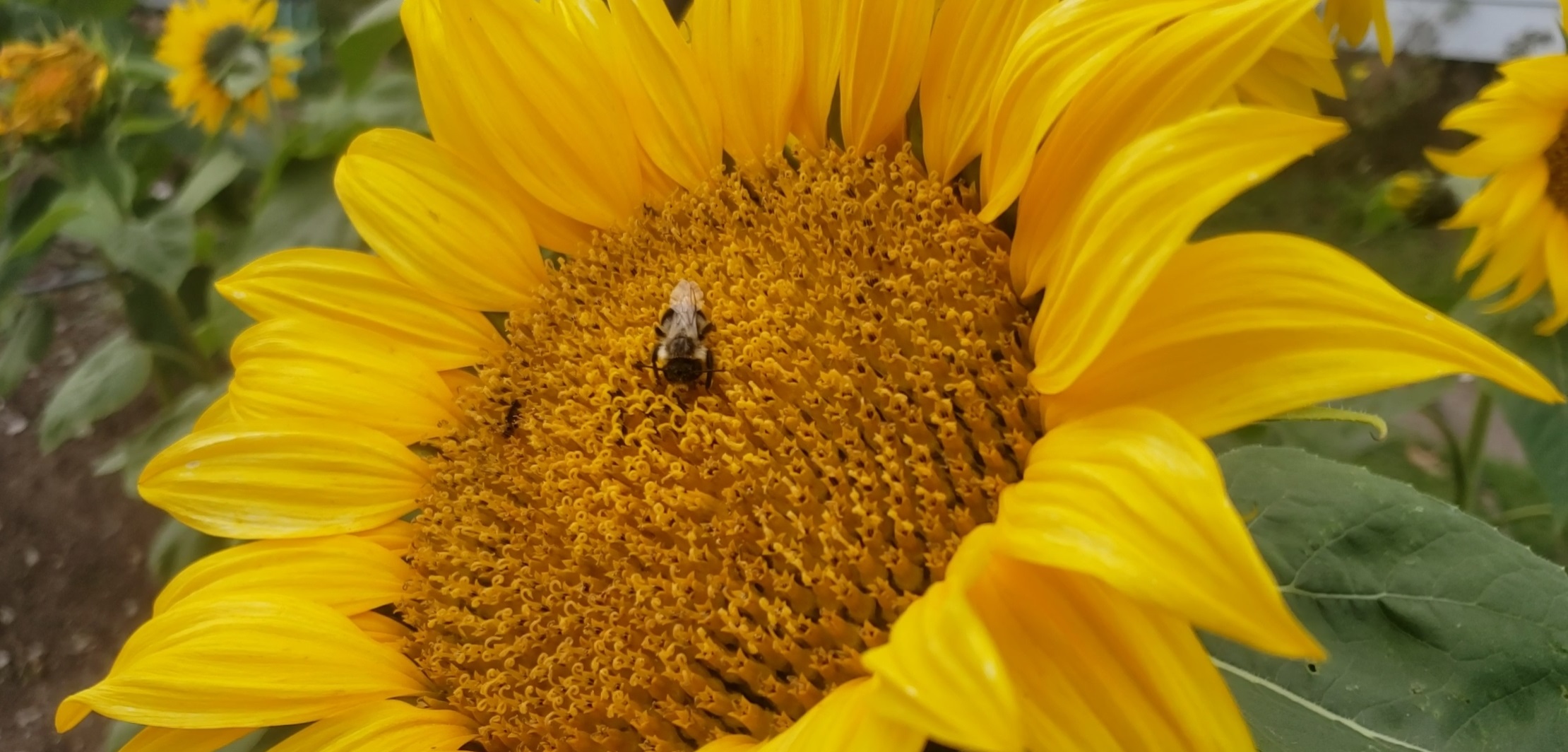 Sunflower Image