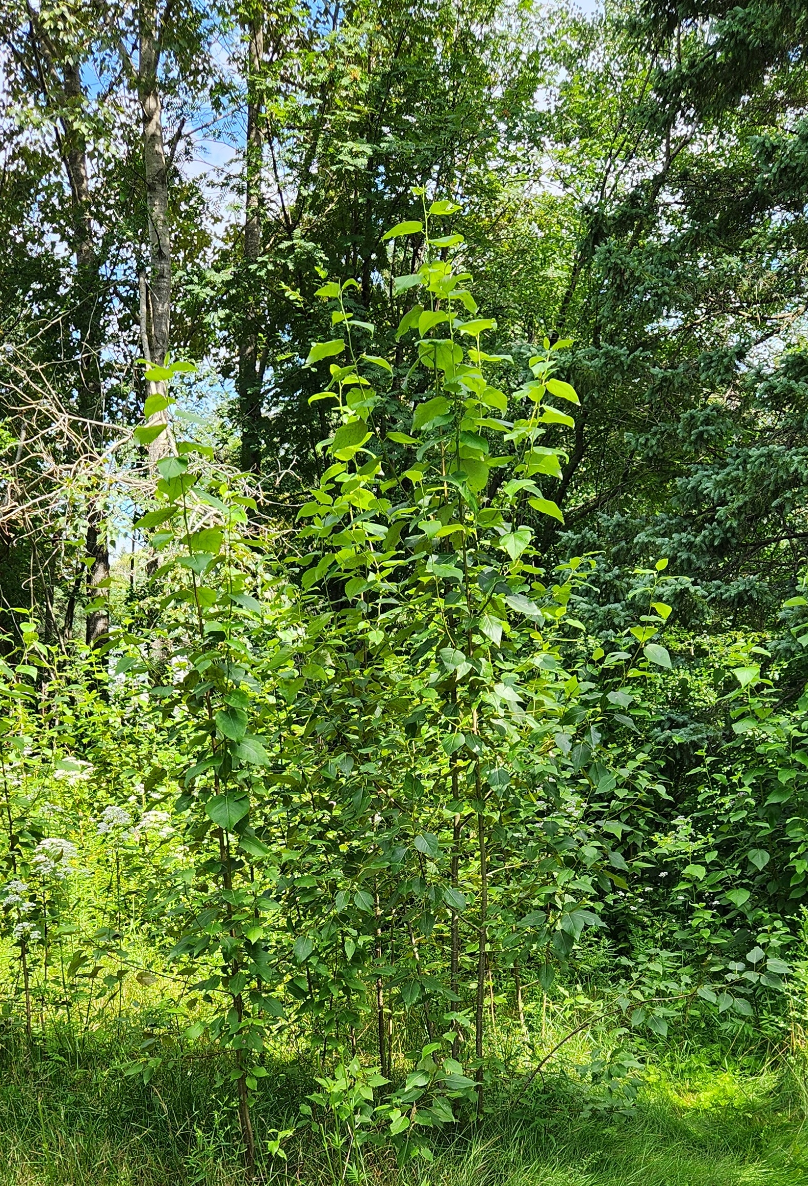young tree