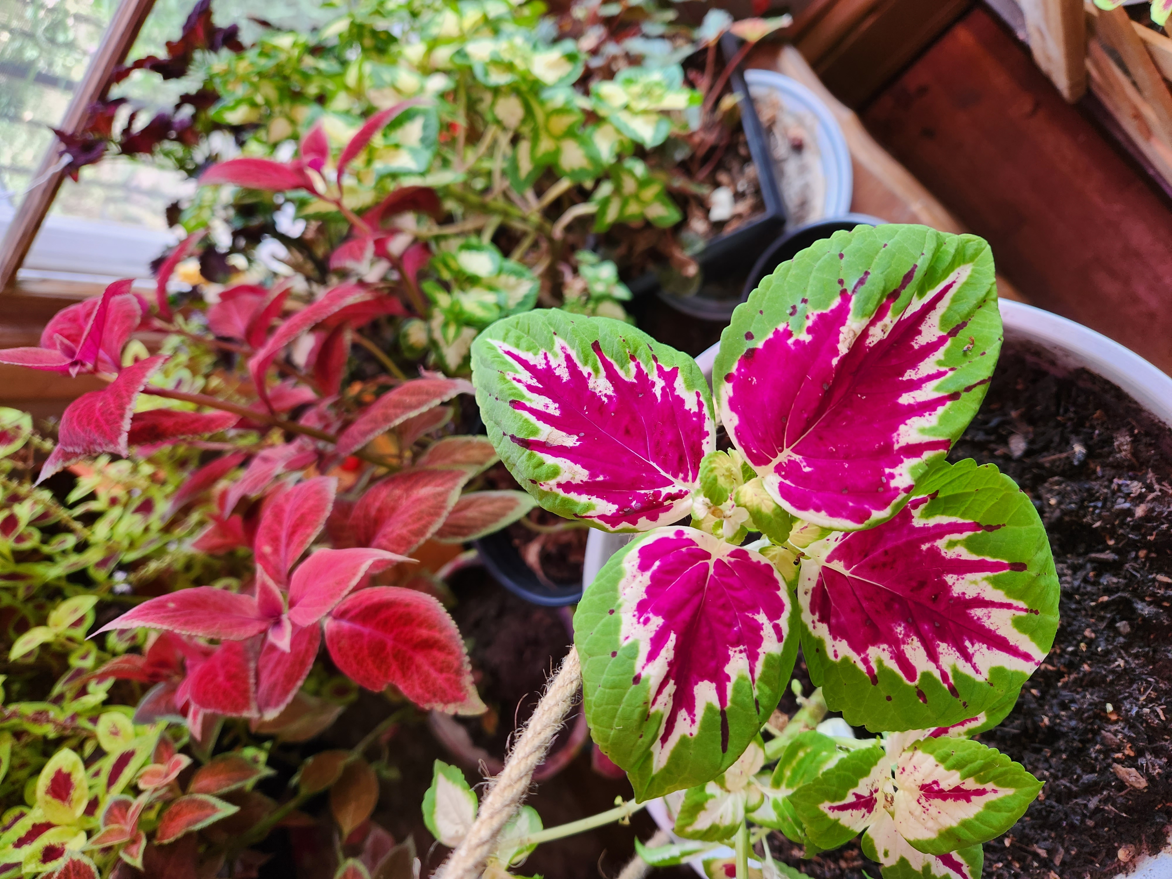 plants